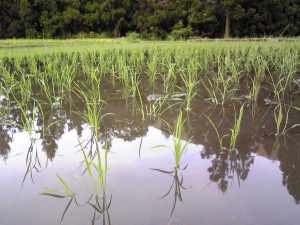 栂池田植え