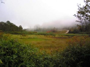 栂池自然園ワタスゲ湿原