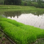 田植え苗