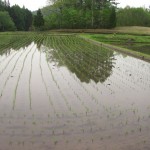 田植え