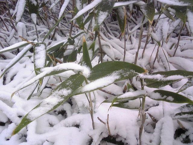栂池で初雪