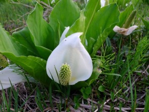 水芭蕉（水ばしょう）