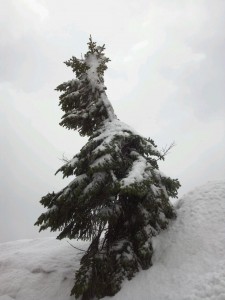 季節はずれの雪